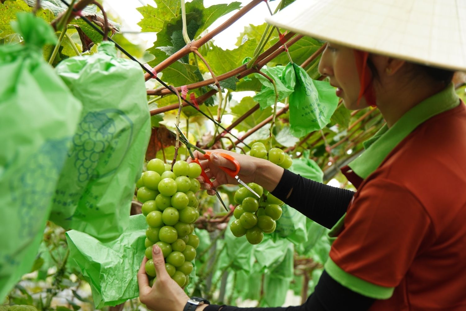 Thu hoạch nho Y Tý vào tháng 9
