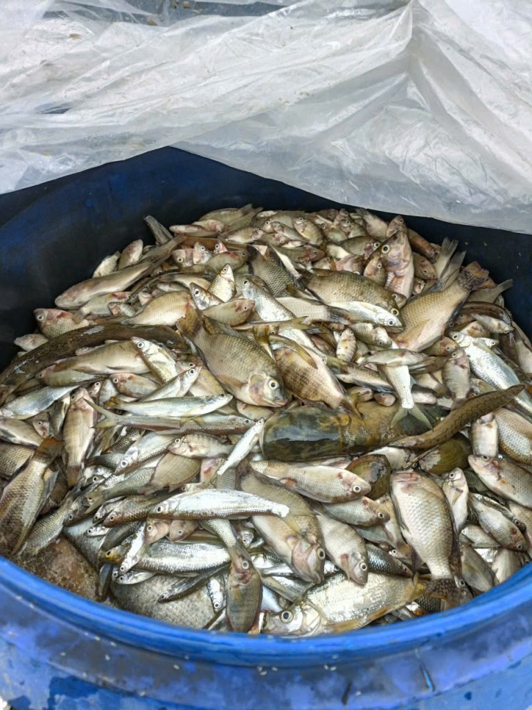 Thùng u phân hữu cơ vi sinh từ cá 2
