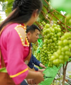 Vợ chồng kỹ sư Chinh - Xa tại trang trại nho Y Tý