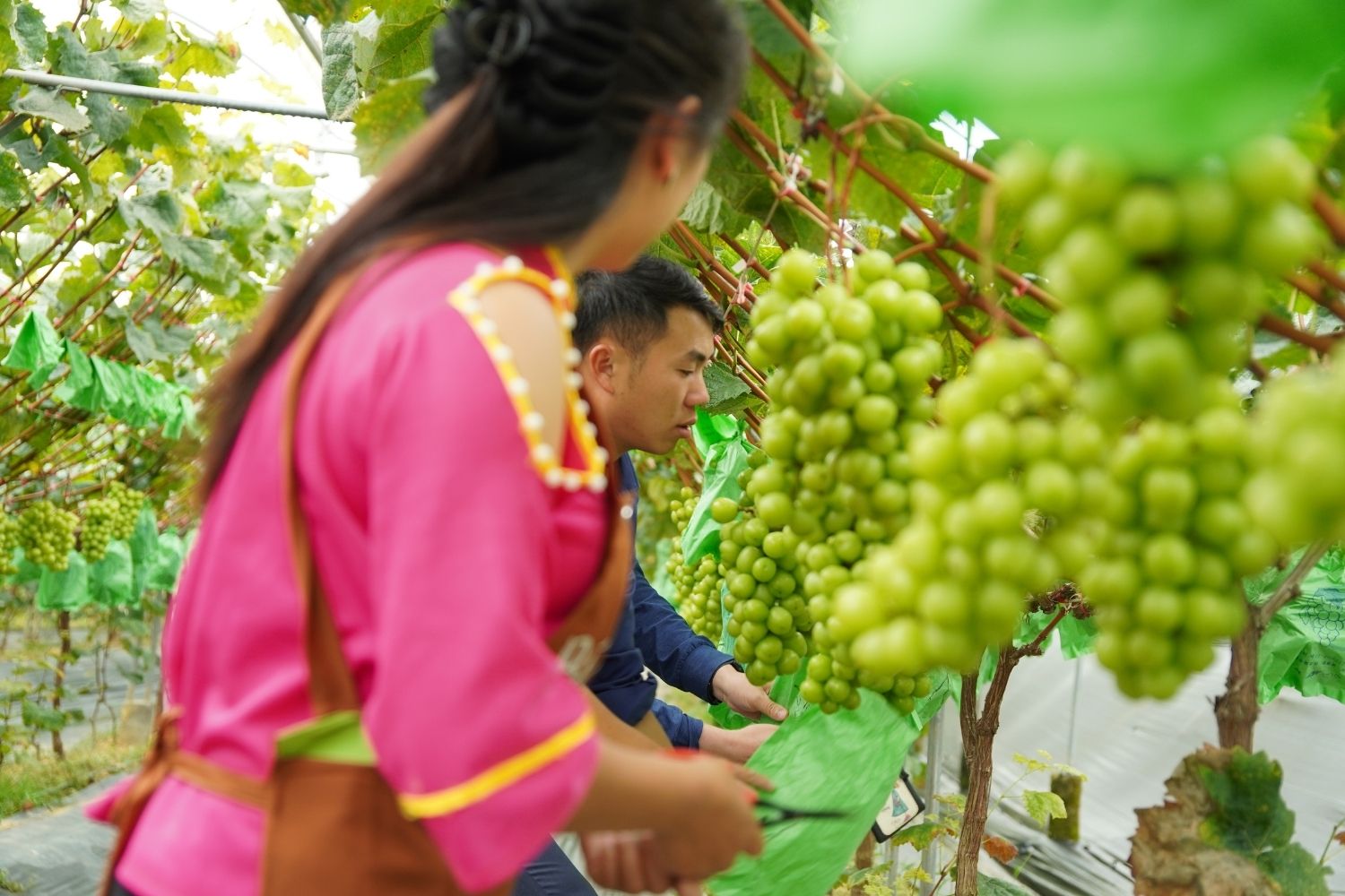 Vợ chồng kỹ sư Chinh - Xa tại trang trại nho Y Tý