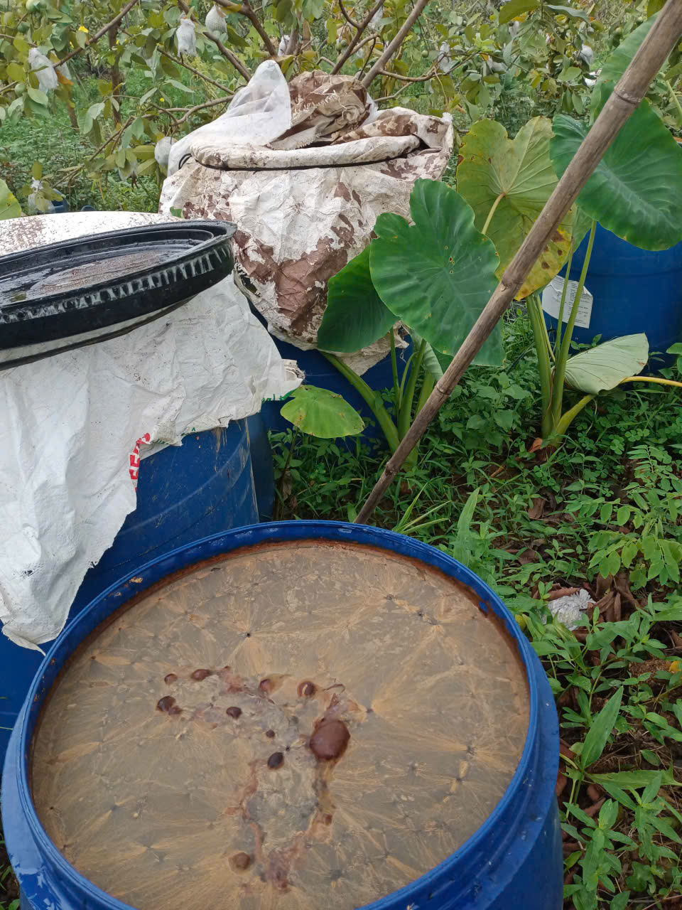 thùng ủ phân bò tươi