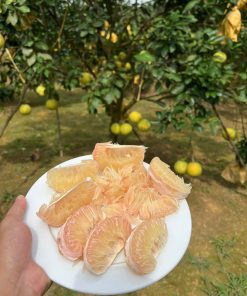 bưởi phúc trạch hữu cơ 3