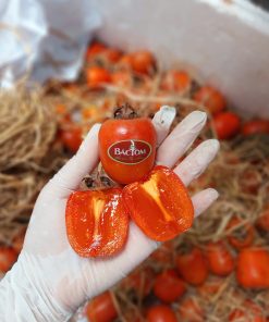 Hồng trứng Nghệ An 4