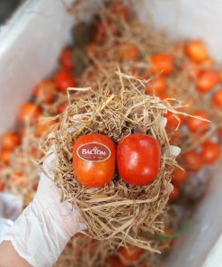 Hồng trứng Nghệ An 3