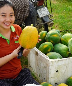 đu đủ ruột đỏ đại lan 3