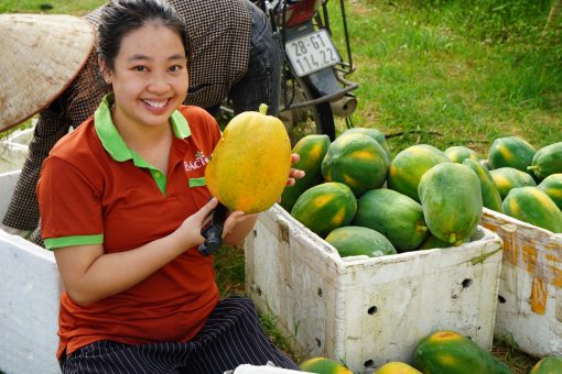 đu đủ ruột đỏ đại lan 3