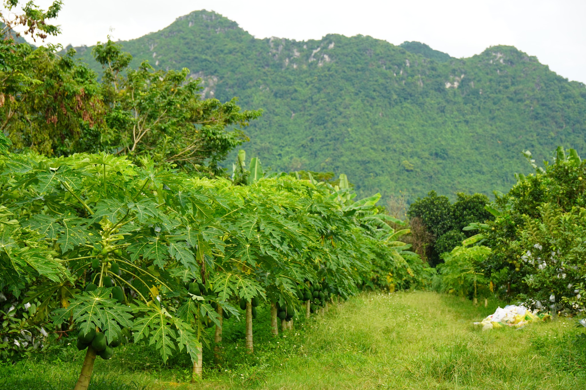 farm Đại Lan 4