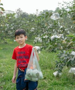 ổi lê đại lan 5