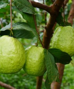 ổi lê đại lan 3