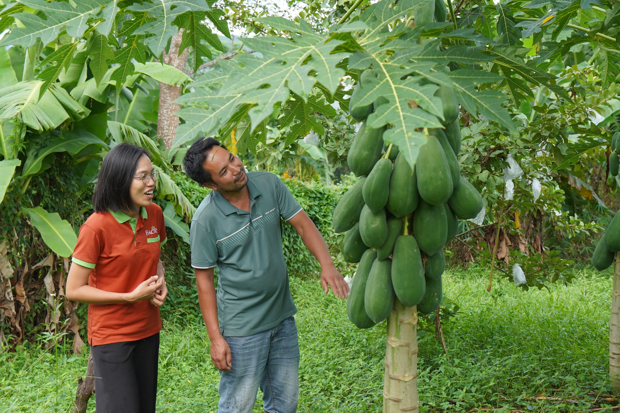 farm Đại Lan 6