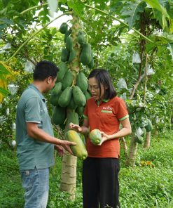 đu đủ ruột đỏ đại lan 1
