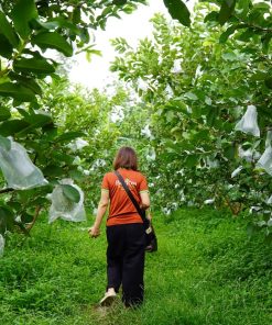 ổi lê đại lan 4