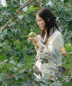 ổi lê đại lan 2