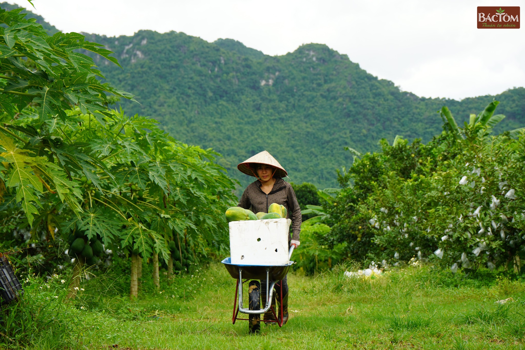 đu đủ ruột đỏ đại lan 4