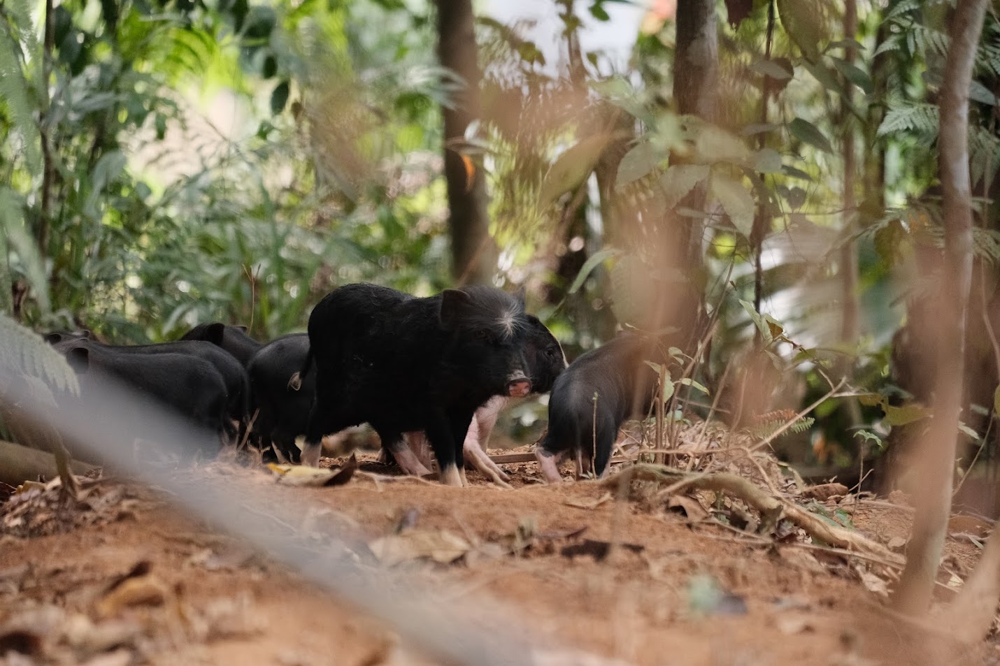 Lợn đen Poloong thả đồi