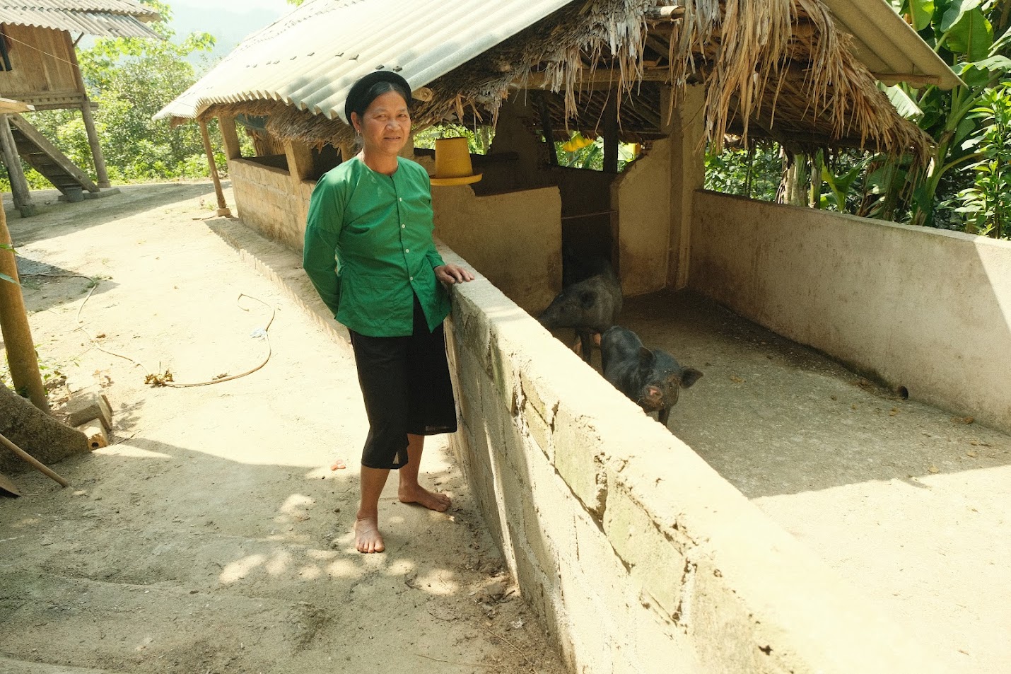 Hộ chăn nuôi lợn đen Poloong