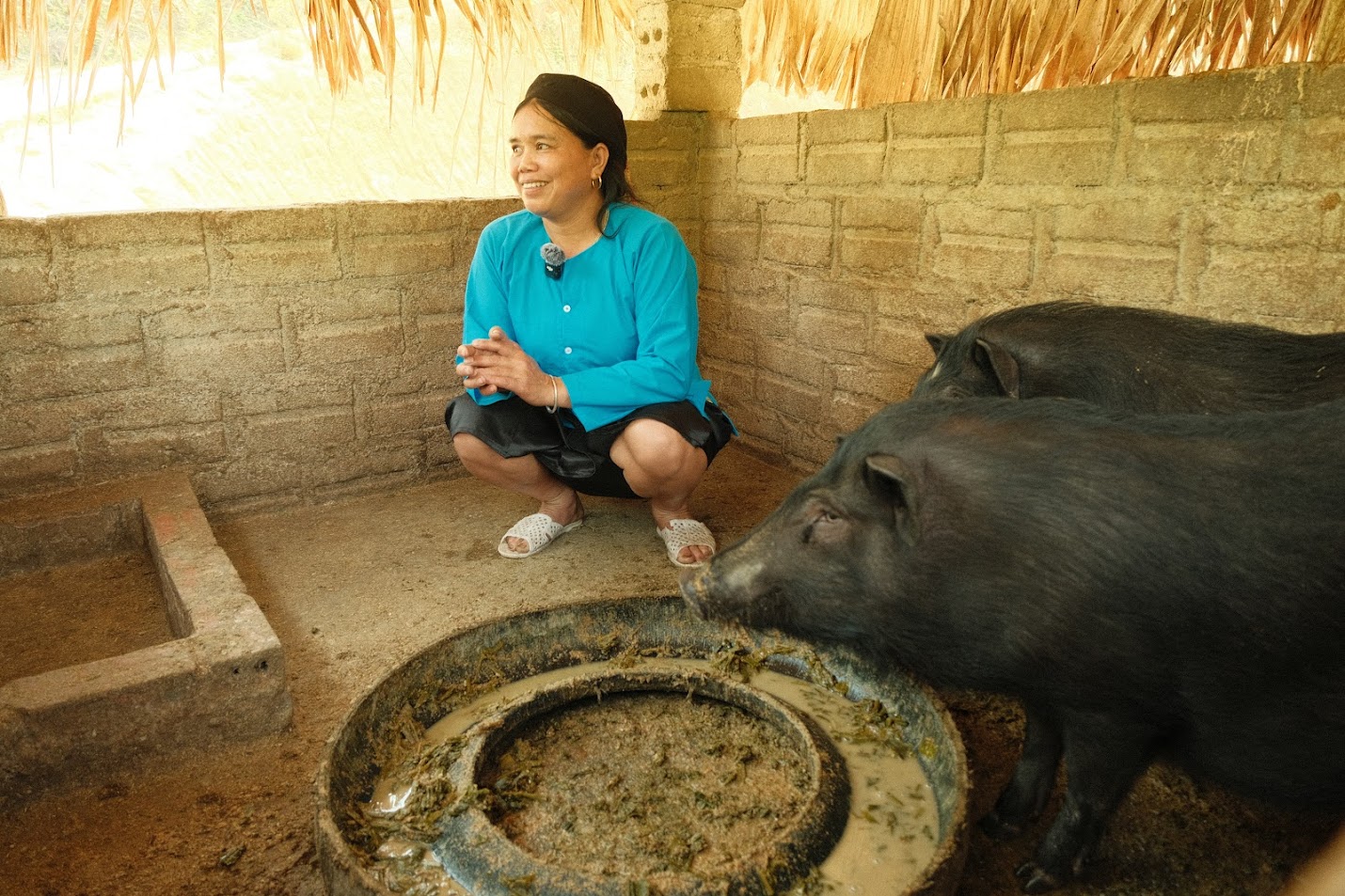 Lợn đen Poloong ăn rau rừng