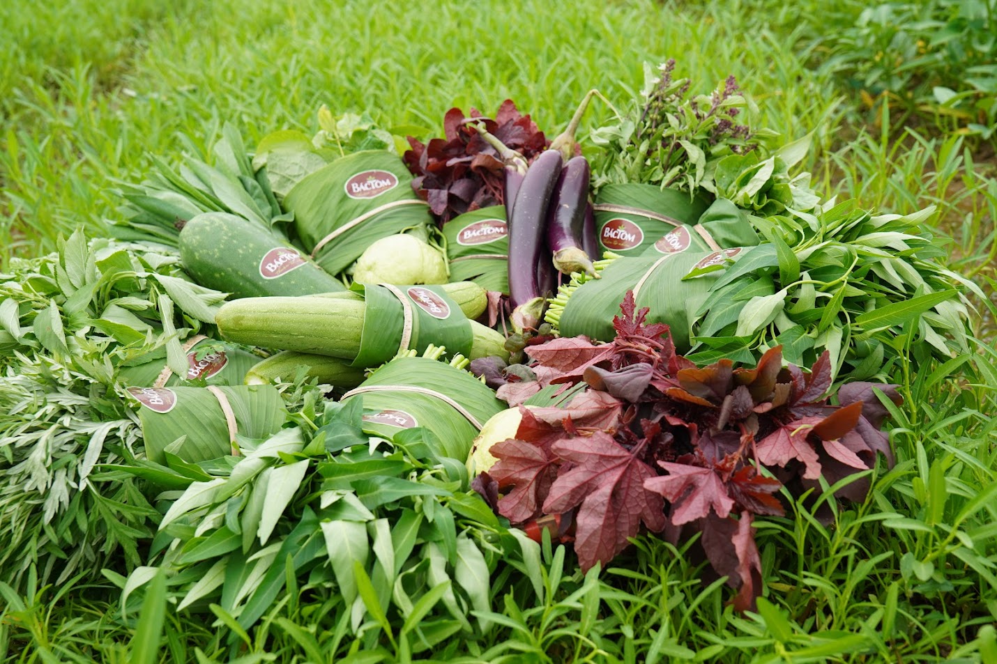 Rau hữu cơ PGS đảm bảo 5 không