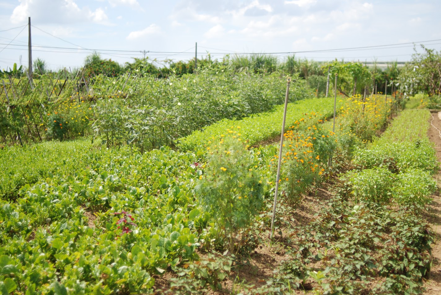 Các loại rau được trồng xen canh