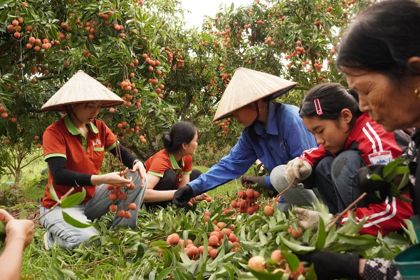 Hái vải khi trời mát