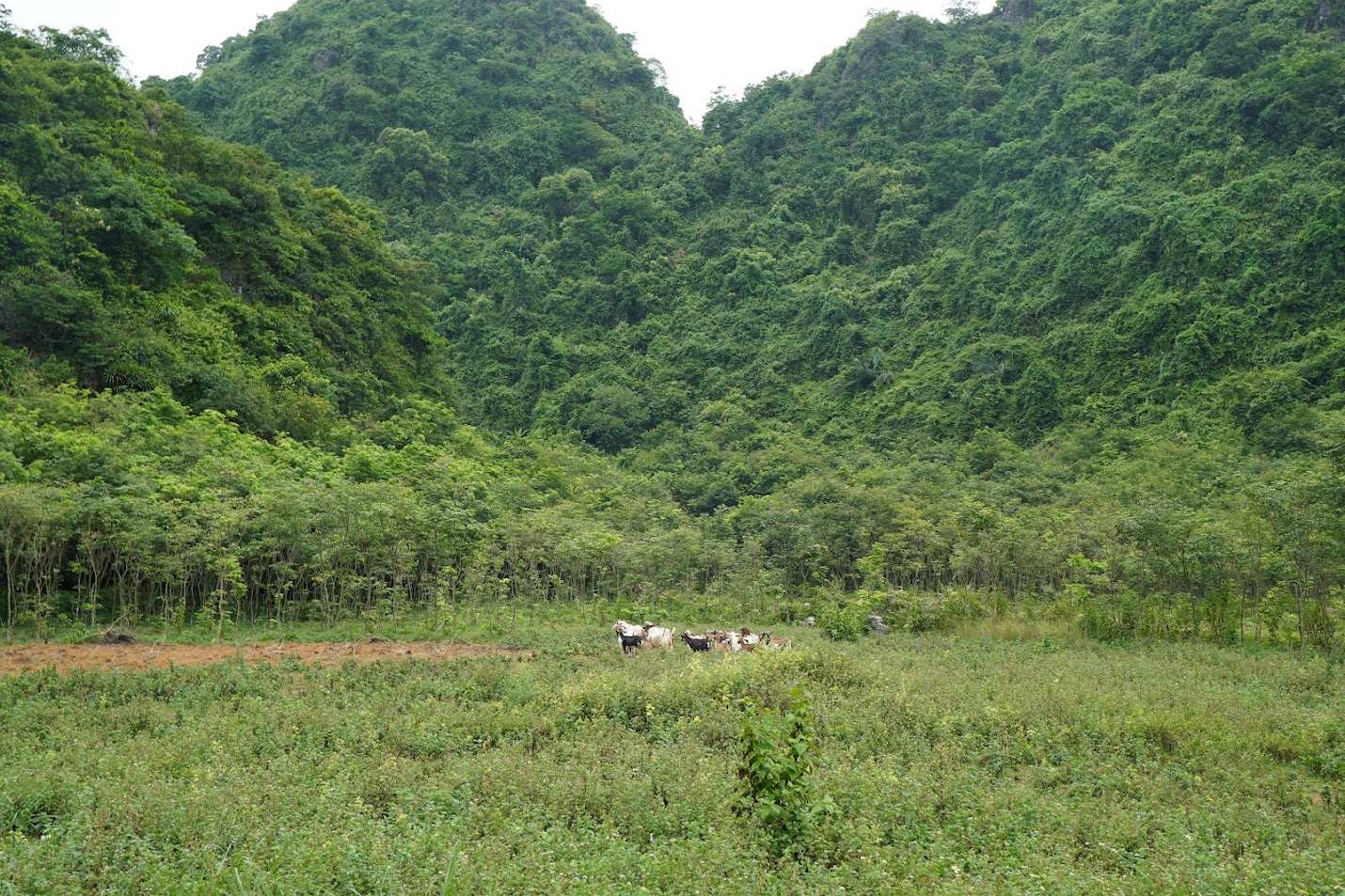 Trang trại nuôi dê