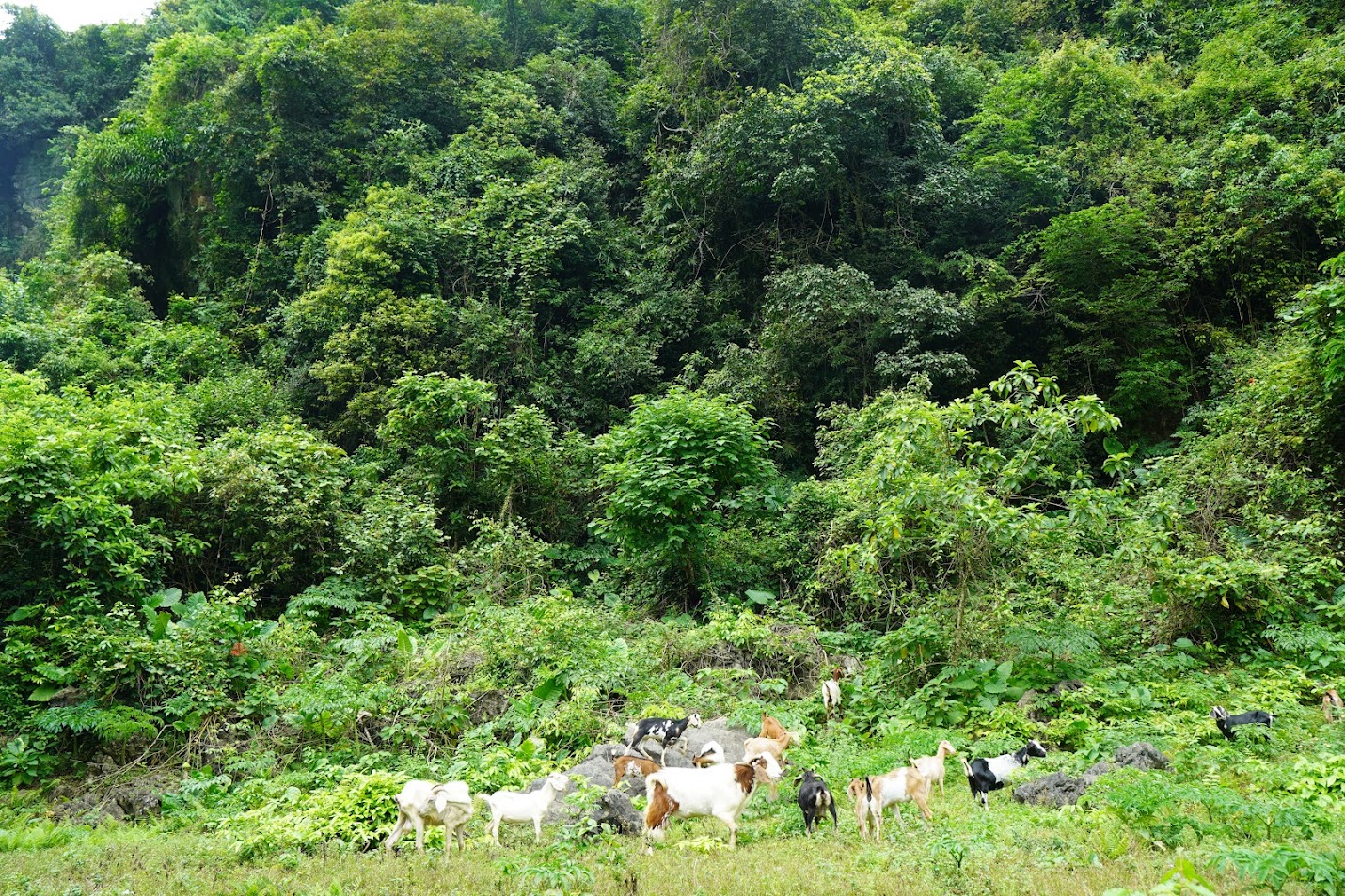 đàn dê núi leo trèo qua các mõm đá