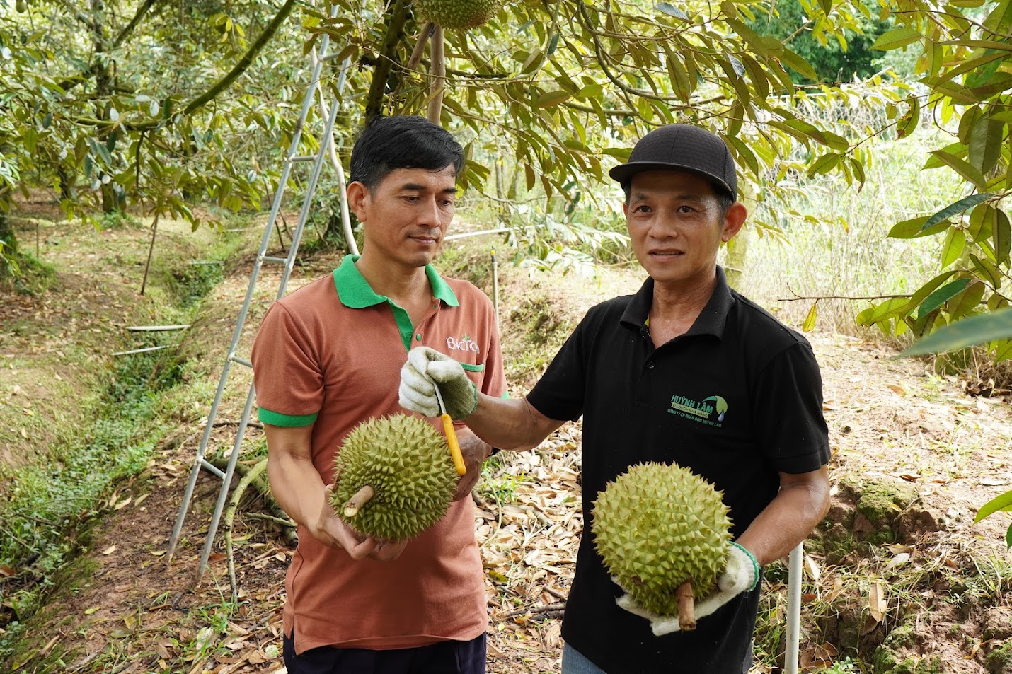 Sầu riêng huỳnh lâm 1