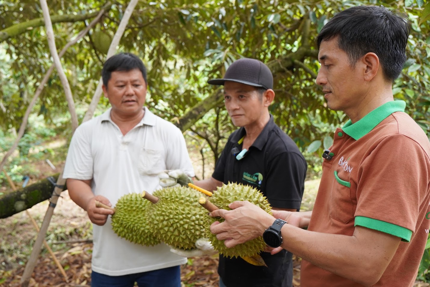 Vườn sầu riêng Huỳnh Lâm