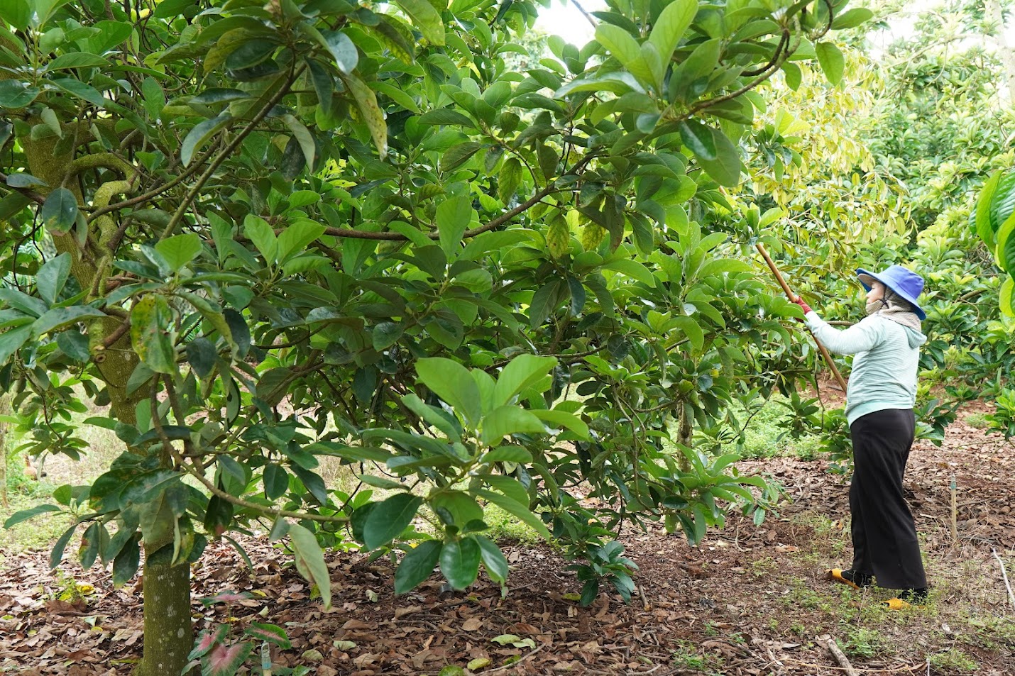 Thu hoạch bơ dưa leo