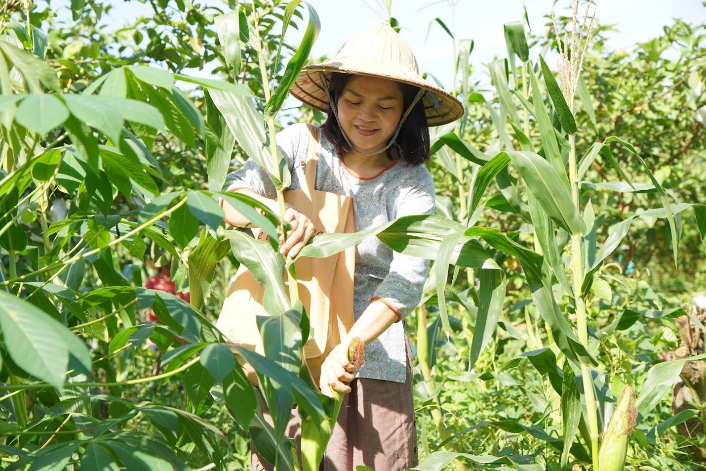 Chef Hải Anh đang bẻ ngô