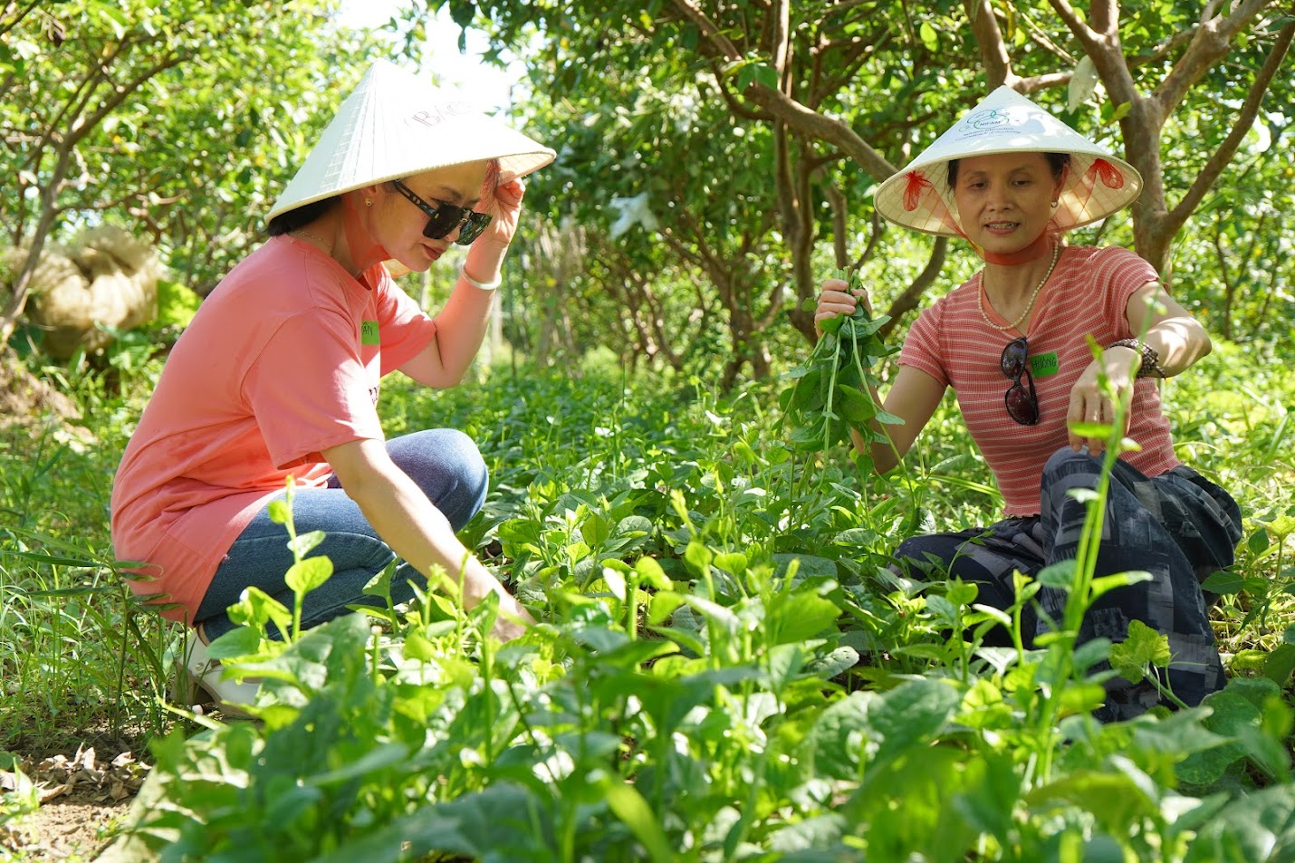 farmtour đồng sương 1