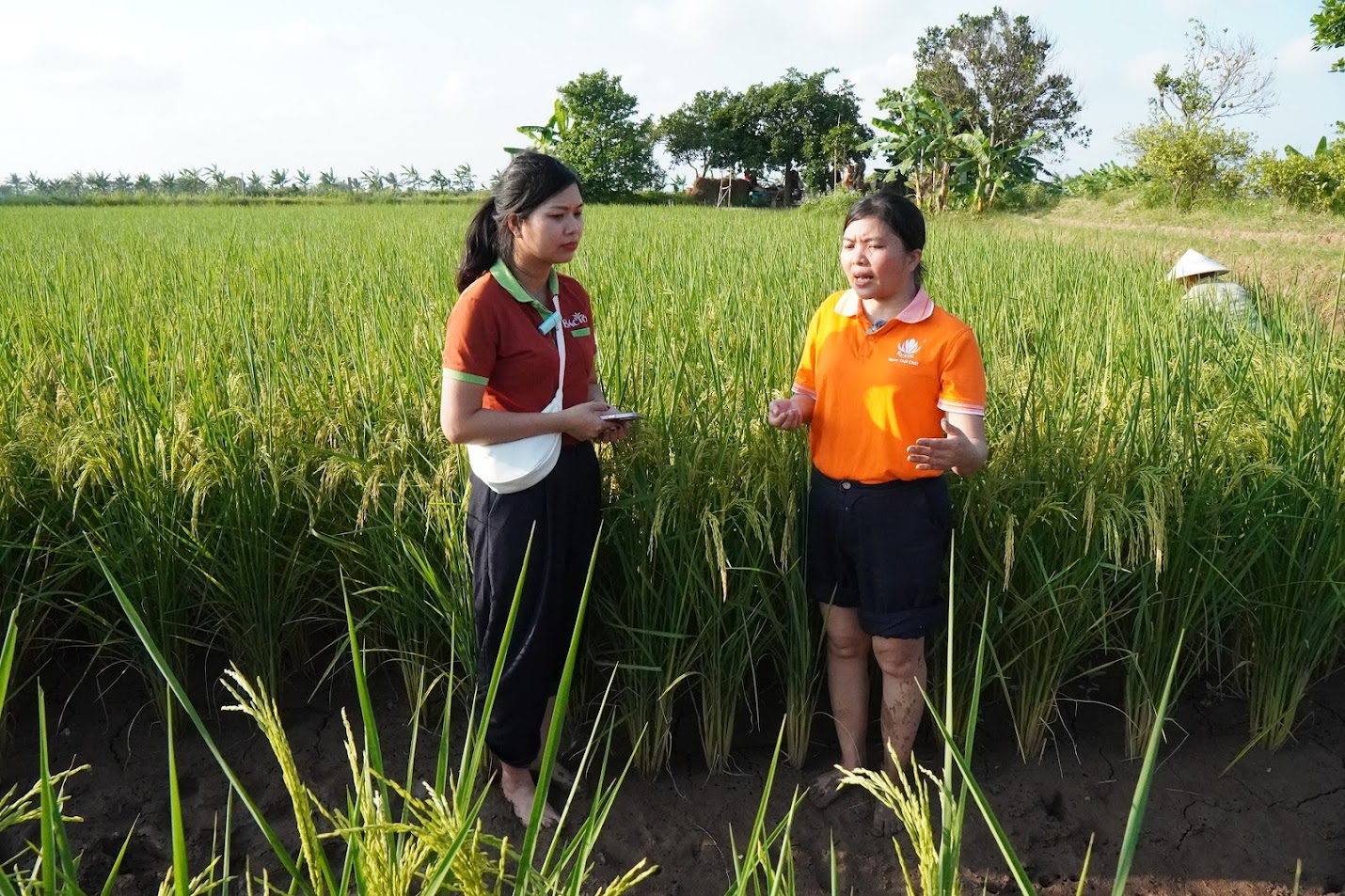 mô hình lúa rươi Rueco