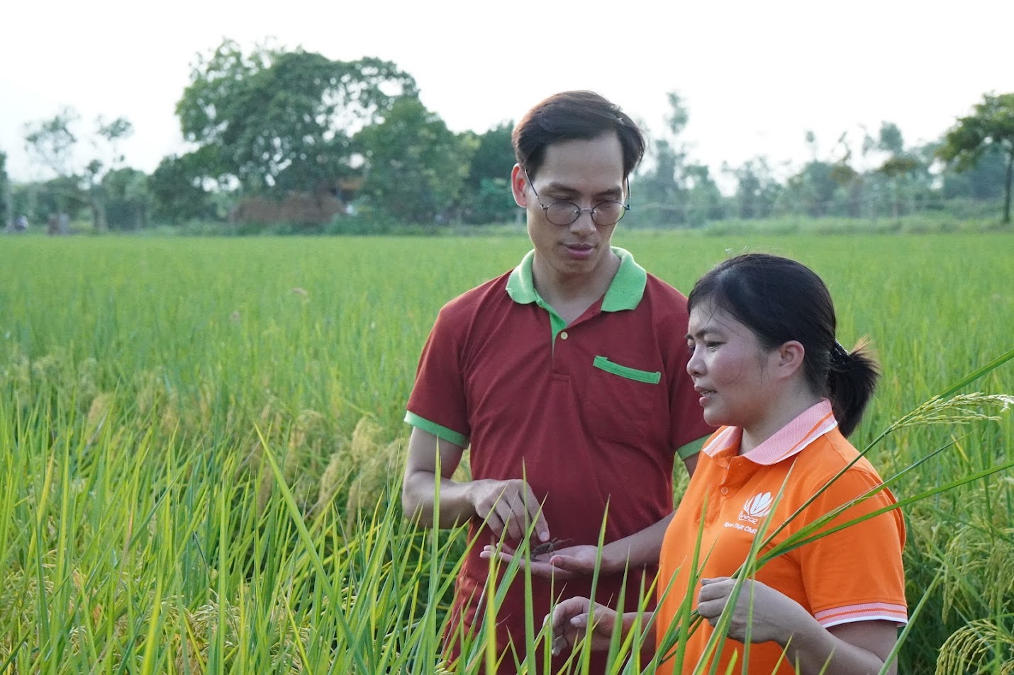 Lúa St25 canh tác trên ruộng rươi