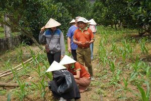 Farm gà ri mối