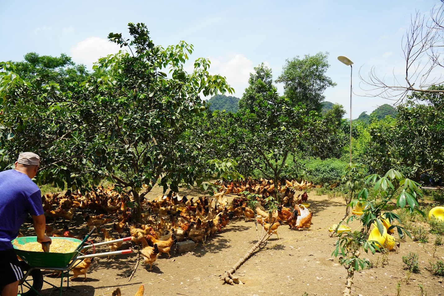 Trang trại gà ri mối