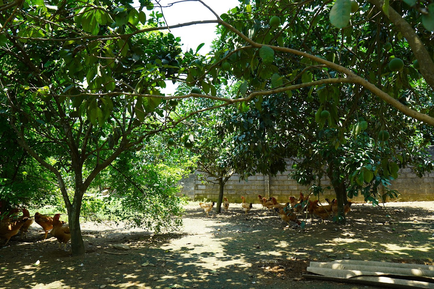 Trang trại gà ri mối 2