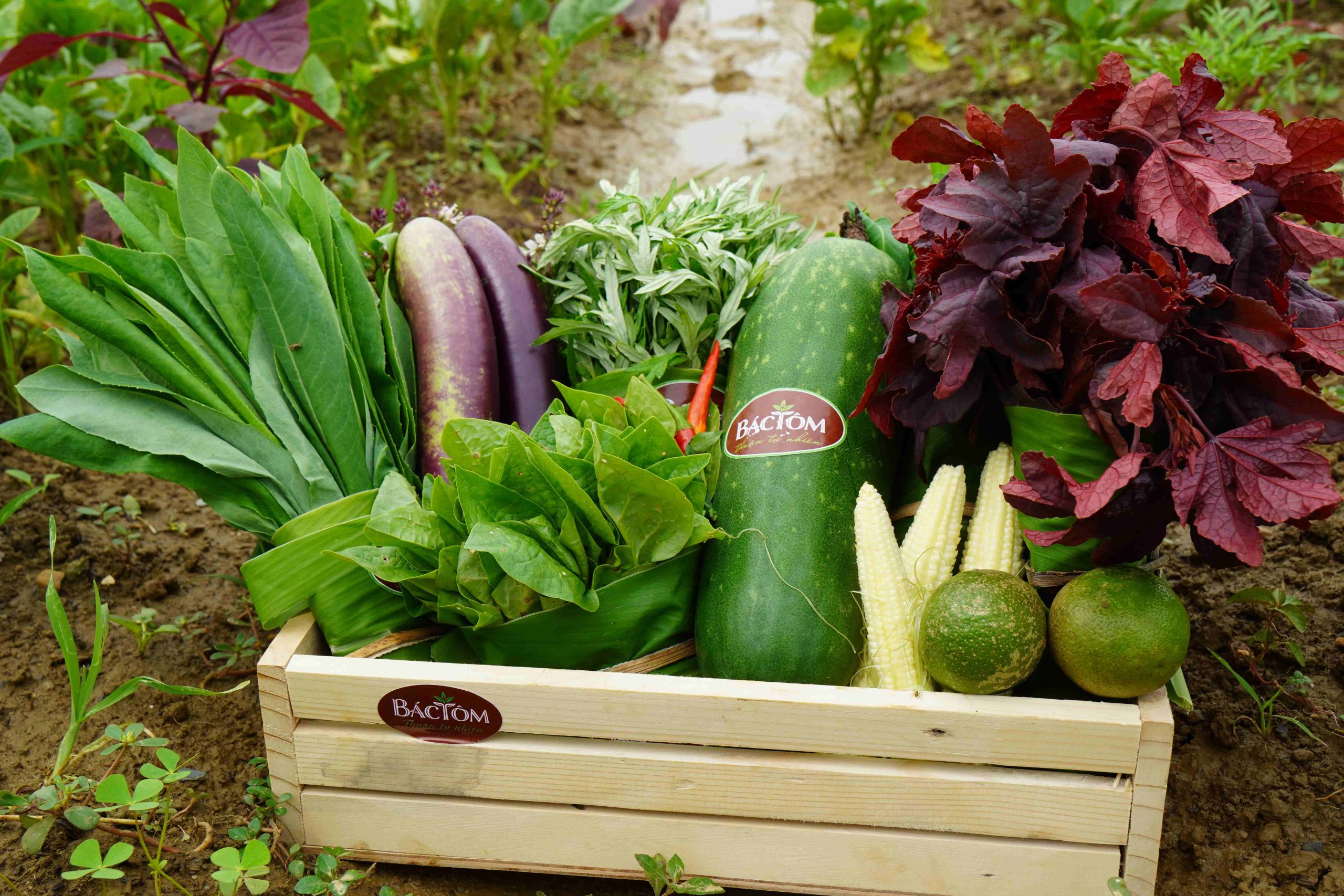 rau pgs đồng sương