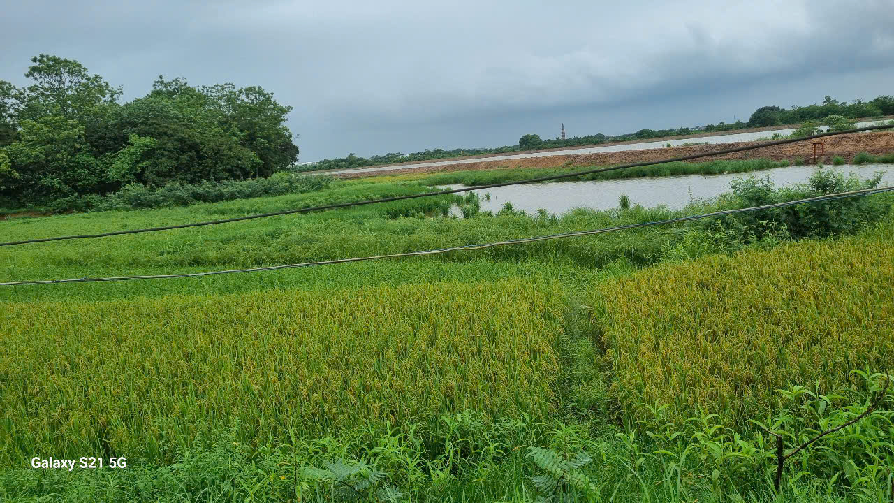 Cá - lúa Thanh Lãng