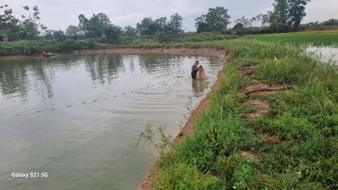 Đầm lúa Thanh Lãng