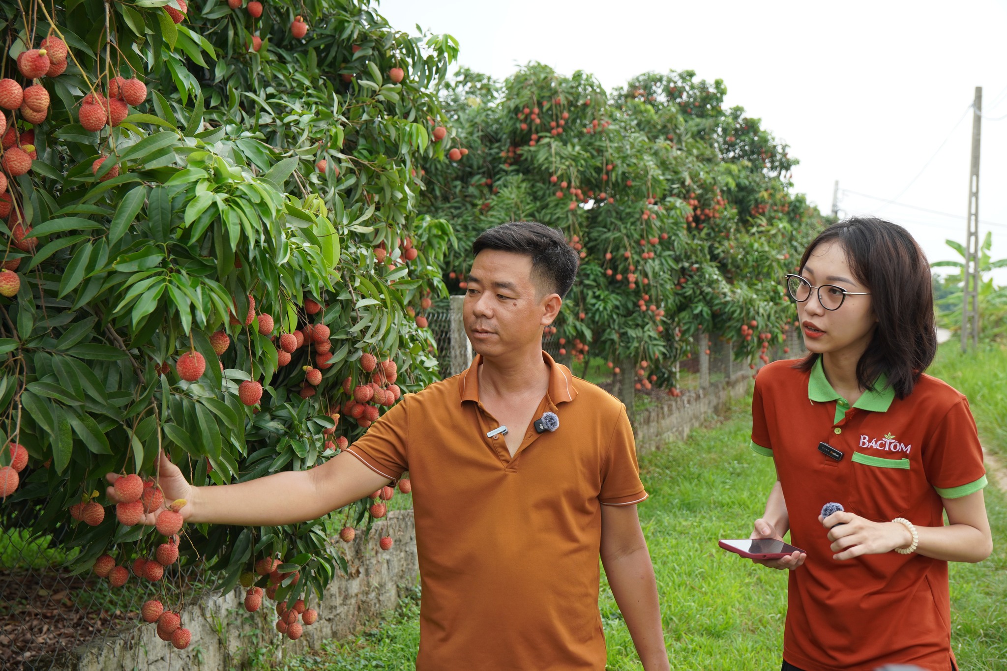 Vải trừng Phù Cừ 2