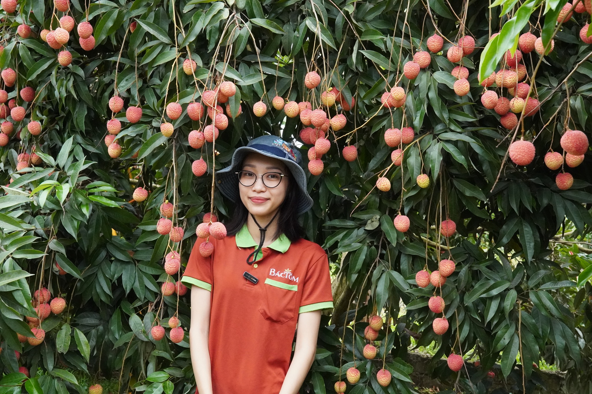 Vải trừng Phù Cừ 4