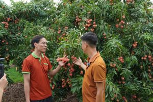 Vải trừng Phù Cừ