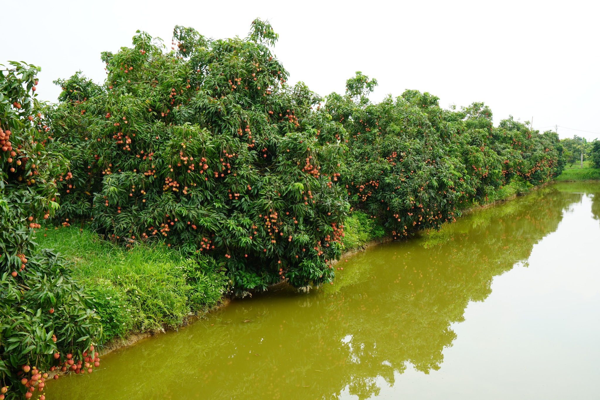 Vải trừng Phù Cừ 1