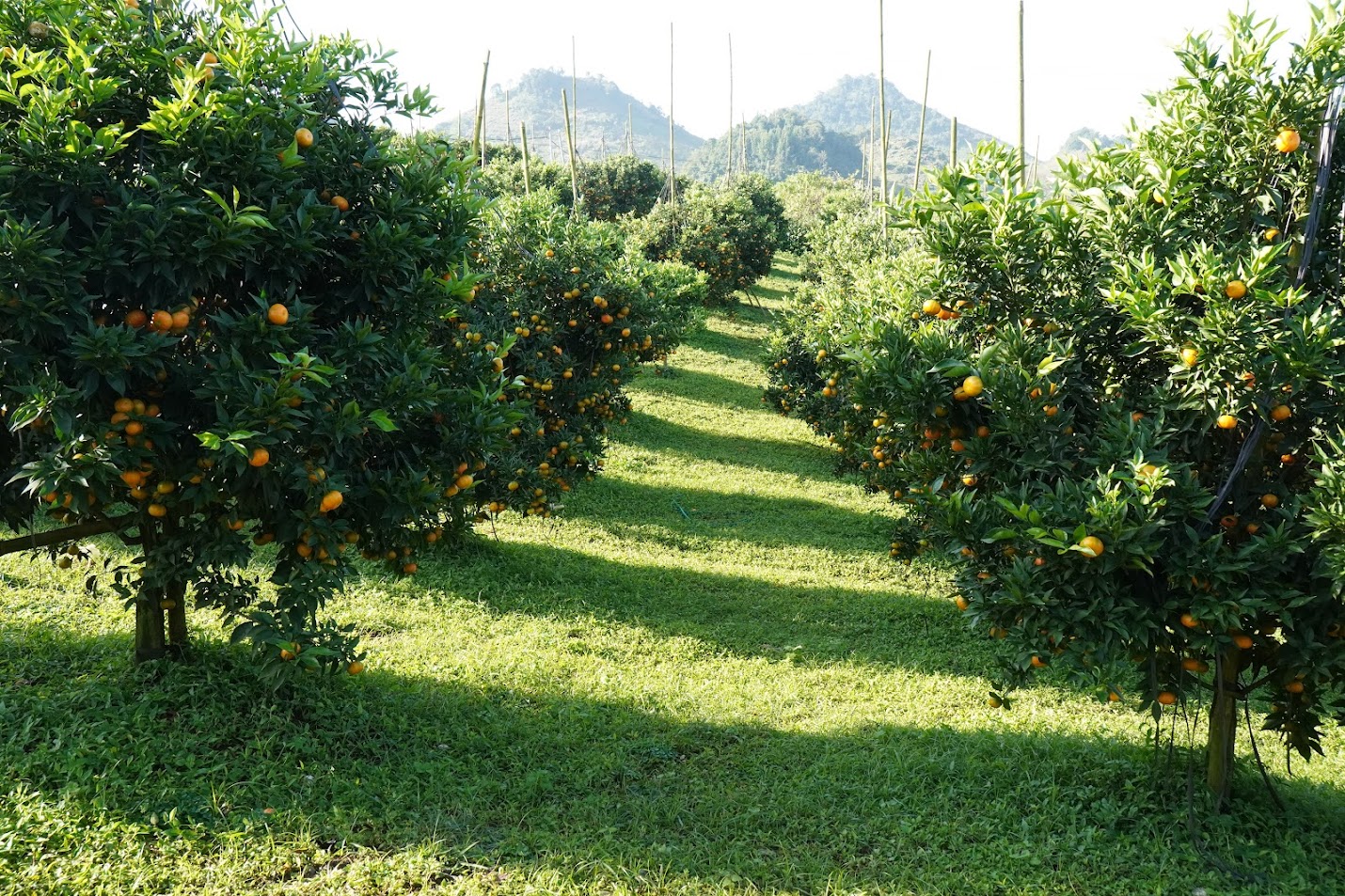 Vườn cam canh Mộc Châu