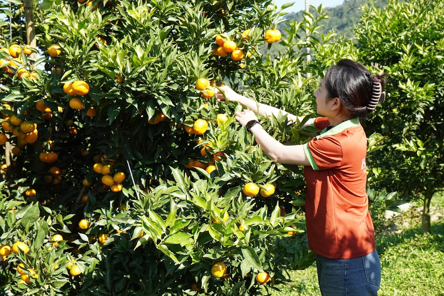 Cam canh bi Mộc Châu