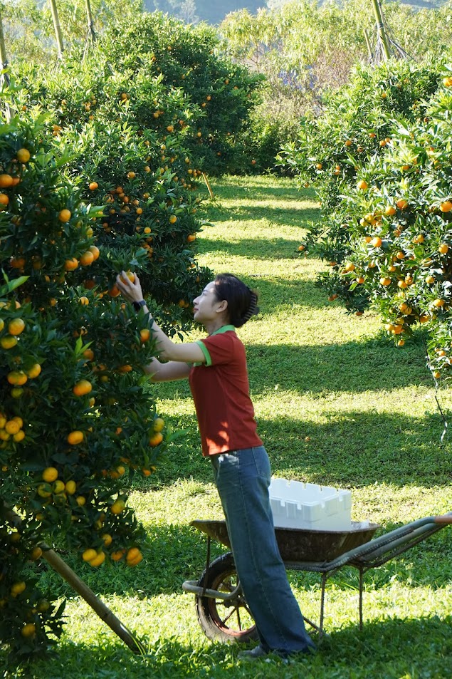 Thu hoạch cam canh