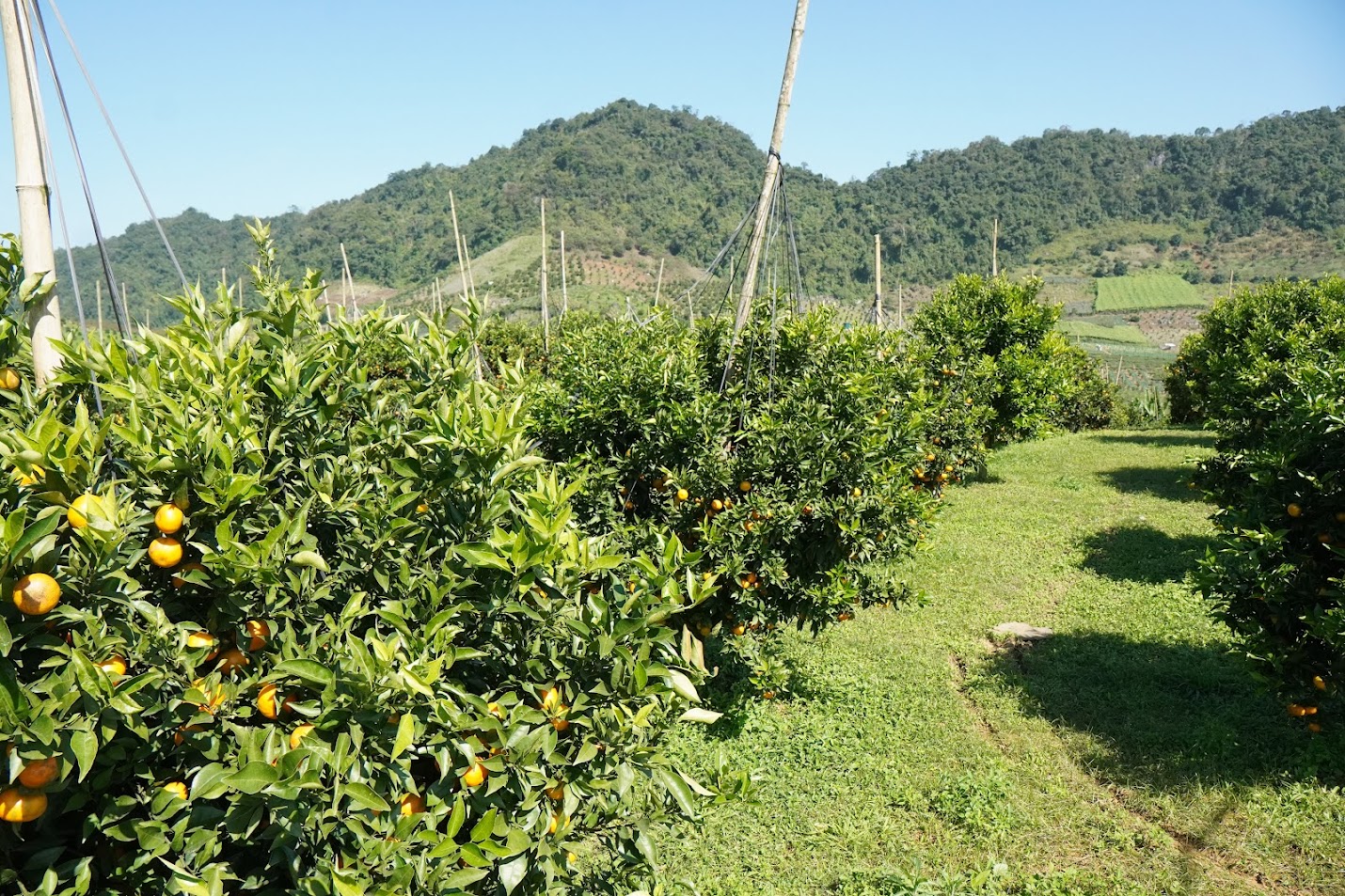 Cam canh Mộc Châu 2