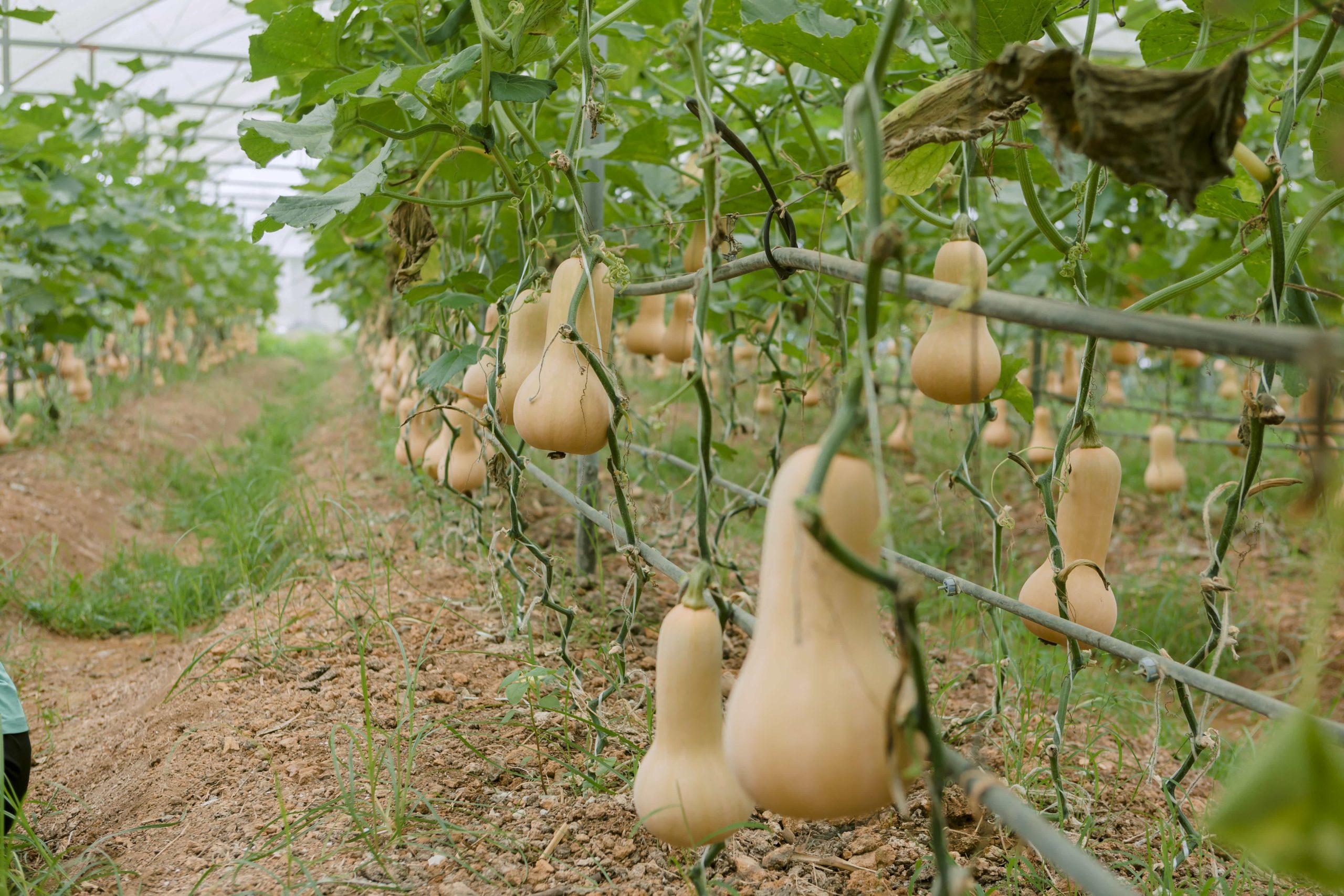 Bí hạt đậu mỗi dây chỉ có 1 quả để tập trung dưỡng chất