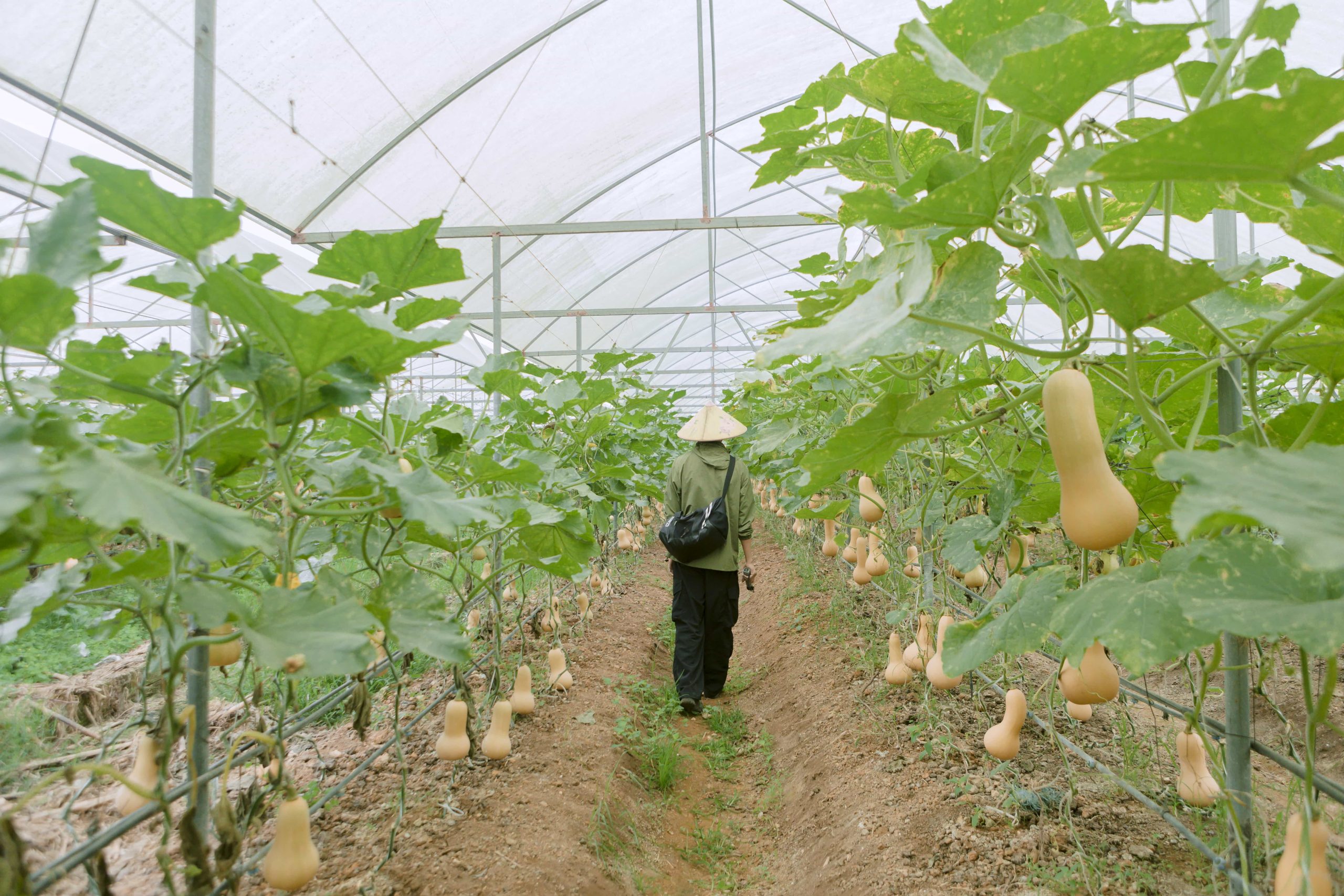 Bí hạt đậu được canh tác trong nhà màng