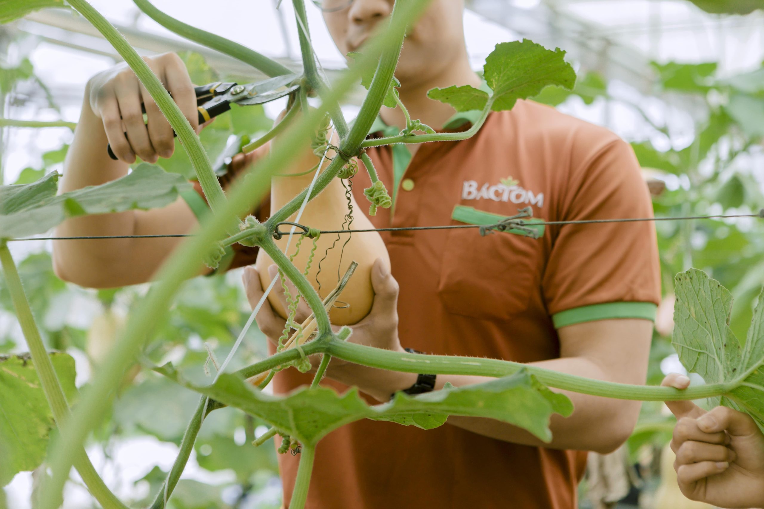 Thu hoạch bí khi đủ độ chín